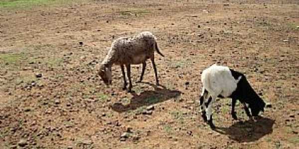 Bem Bom-BA-Cabras na beira do rio-Foto:Gildesio Barbosa