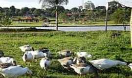 Dourados - Patos no Lago Parque Antenor Martins-Foto:Paulo Yuji Takarada [Panoramio]