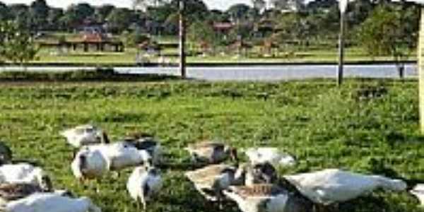 Patos no Lago Parque Antenor Martins-Foto:Paulo Yuji Takarada [Panoramio]