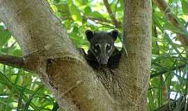 Nhecolndia - Nhecolndia-MS-Fauna do Parque-Foto:destinodeviagem 