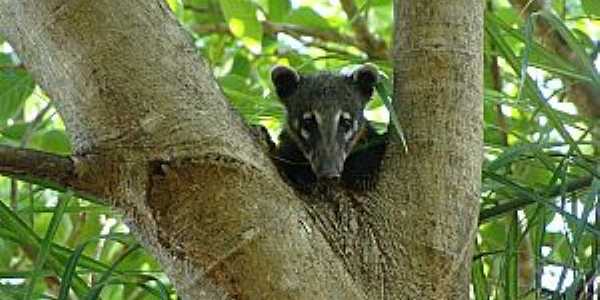 Nhecolndia-MS-Fauna do Parque-Foto:destinodeviagem 