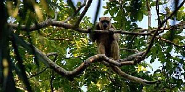 Nhecolndia-MS-Fauna do Parque-Foto:destinodeviagem