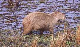 Porto Esperana - Capivara 