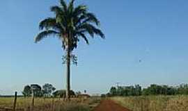 Vila Vargas - Estrada Vicinal em Vila Vargas-Foto:Paulo Yuji Takarada