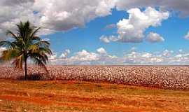 Alto Garas - Alto Garas-MT-Ouro branco do cerrado-Foto:Gui Torres