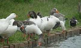 Araputanga - Araputanga-MT-Patos na beira do Lago-Foto:Ademir de Matos