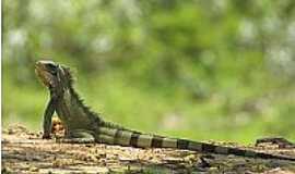 Cceres - Lagarto do Pantanal