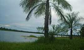 Canabrava do Norte - Palmeira margem represa por Alaor Gomes