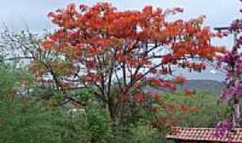 Boquira - Vista de Boquira florida-Foto:fran.ibmed