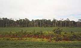 Comodoro - Bosque