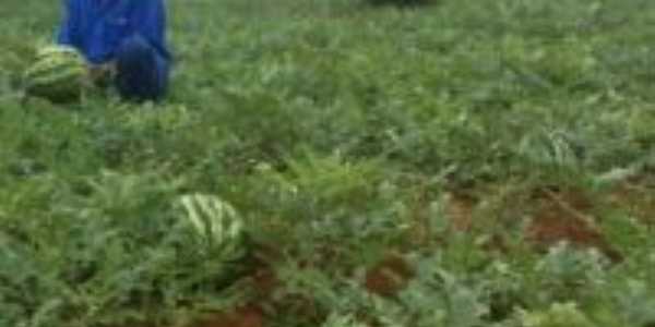 Plantaao de Melancia(confresa2009), Por Valdson Tome