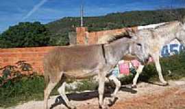 Brejinho das Ametistas - Jegues em Brejinho-Foto:Manoel Messias de So