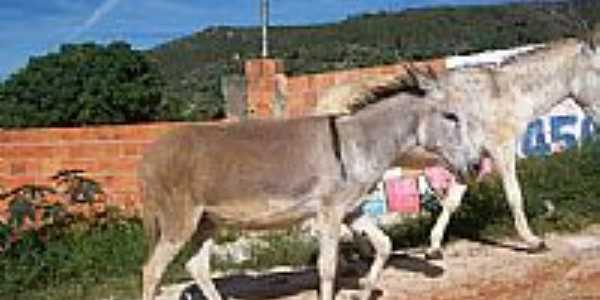 Jegues em Brejinho-Foto:Manoel Messias de So