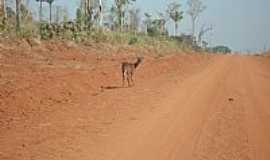 Guarant do Norte - Guarant do Norte-MT-Veado Campeiro-Foto:Joo Henrique Rosa