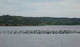 Juna - Revoada de Mergulho no Lago em Juna-MT-Foto:elizeualmeidafesa