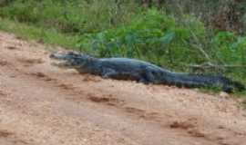 Mimoso - jacare em plena estrada, Por duda 