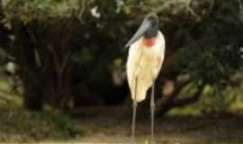 Nobres - PANTANAL  MT, Por ana  guralh