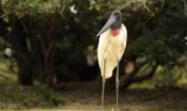 Nobres - PANTANAL  MT, Por ana  guralh