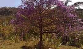 Nobres - Ip roxo nos campos de Nobres-MT-Foto:Omar Haddad Saab