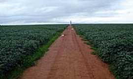 Nova Ubirat - Fazenda de soja-Foto:irenemurai 