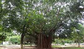 Nova Xavantina - Nova Xavantina-MT-Gameleira na Praa Dom Bosco ou Praa da Igrejinha-Foto:Edinsio Gonalves Pereira Vieira