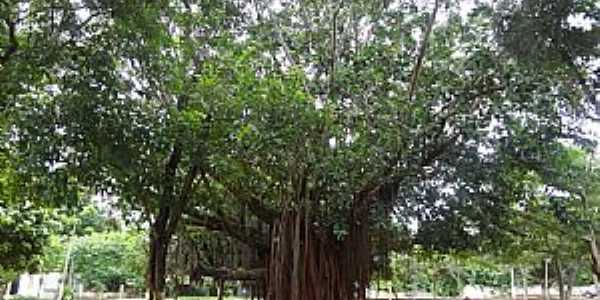 Nova Xavantina-MT-Gameleira na Praa Dom Bosco ou Praa da Igrejinha-Foto:Edinsio Gonalves Pereira Vieira