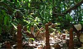 Paranata - Paranata-MT-Escultura de inseto-Stio Arqueolgico-Foto:dalcio e marilda beregula