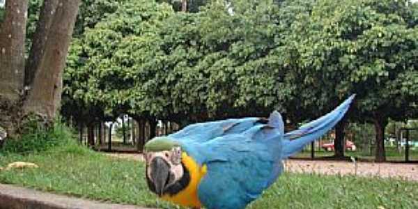 Sinop-Mt-Arara Canind no Parque Florestal-Foto:dalcio e marilda beregula