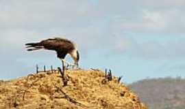 Cacul - Cacul-BA-Paisagem do serto-Foto:Sinsio Prates Filho