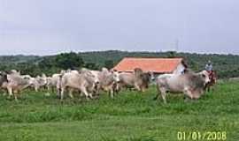 Bom Jesus do Tocantins - Touros-Foto:Marco Antunes 