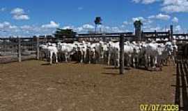 Bom Jesus do Tocantins - Bezerros-Foto:Marco Antunes 