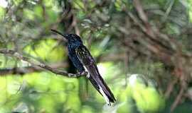 Bonito - Bonito-PA-Colibri no Bonito Nemzeti Park-Foto:Sugr Nagy