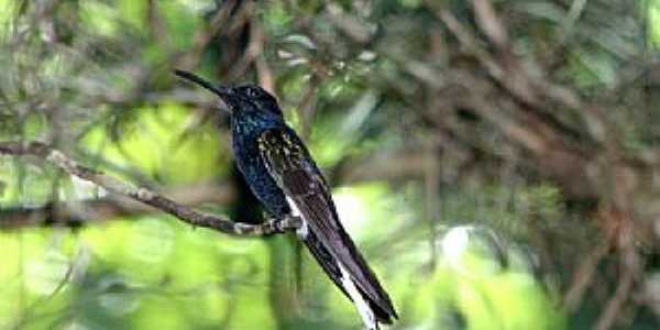 Bonito-PA-Colibri no Bonito Nemzeti Park-Foto:Sugr Nagy