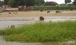 Chaves - Chaves-PA-Gado na praia-Foto:Cristiano Oliveira