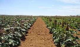 Cafarnaum - Plantao de mamona em Cafarnaum-BA-Foto:Admirando o Brasil e