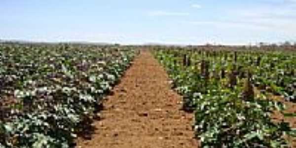 Plantao de mamona em Cafarnaum-BA-Foto:Admirando o Brasil e