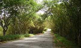 Boca da Mata - Boca da Mata-AL-Estrada tnel verde-Foto:Ccero Omena