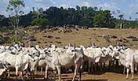 Pacaj - Municpio de Pacaj- PA:Fazenda de gado.