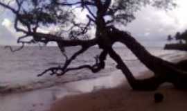 Ponta de Pedras - rvore deitada na areia-praia grande-ponta de pedras-marajo, Por Denir Di Abreu