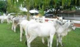 Rondon do Pará - Exporondon_Julgamento de raças bovinos, Por Cesar Roberto Mendes
