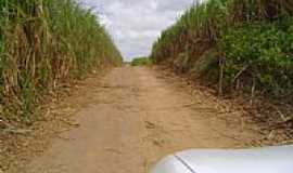 Barra do Camaratuba - Canavial Caminho de Camaratuba-Foto:Aderbal Nunes 