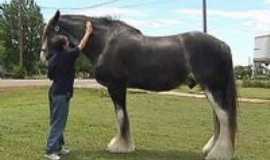Desterro - o cavalo maior do mundo , Por eduardo