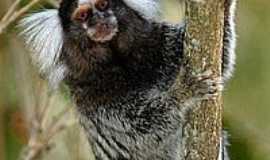 Picu - Sagui
