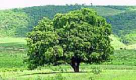 Cedro - Estao chuvosa - Juazeiro