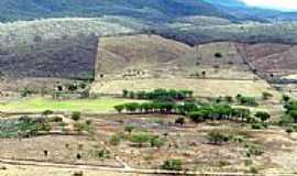 Cedro - Estrada da Barrinha