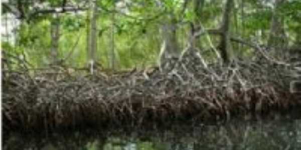 Mangue do Canal de Sta Cruz, Por Marcos Mousinho