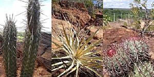 Imagens do Distrito de Moxot no Municpio de Inaj--PE