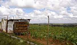 Corao de Maria - Plantao de Tabaco-Foto:Zeolithe