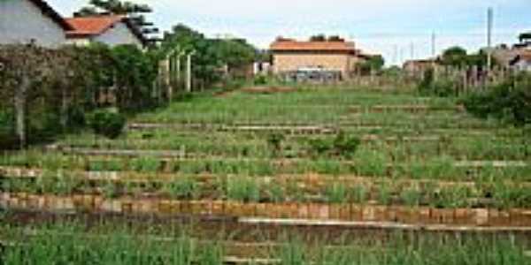 Horta Comunitria-Foto:EntreRios 