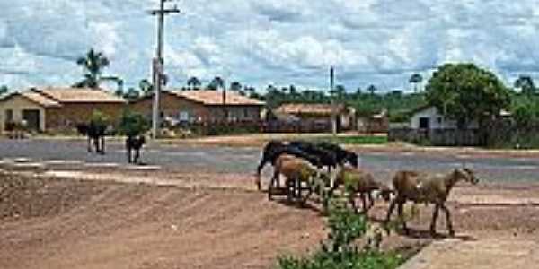 Animais nas ruas de Caxing-Foto:Blog do Gil